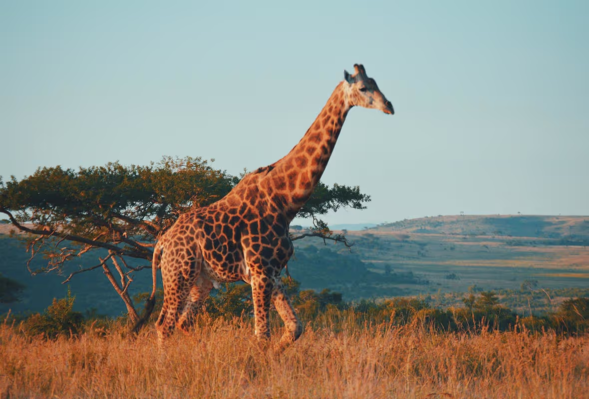 Assurance voyage en Afrique du Sud